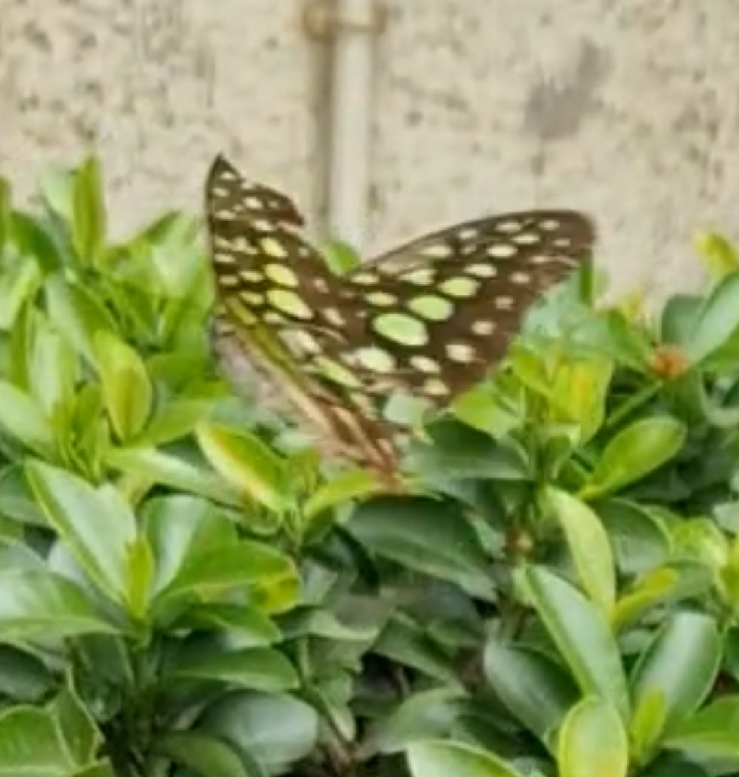 Tailed Jay
