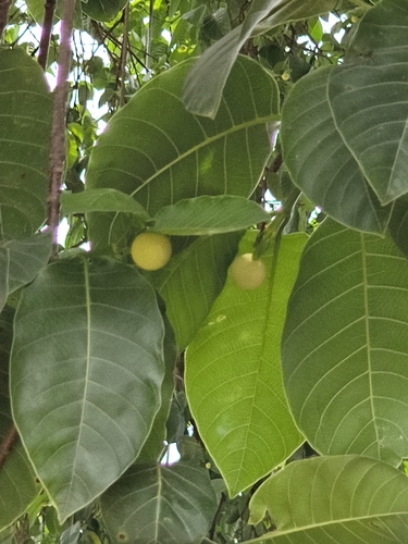 Neolamarckia cadamba