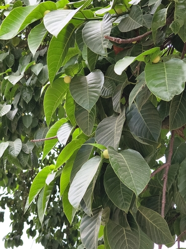 Neolamarckia cadamba