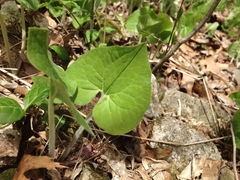 Asarum canadense