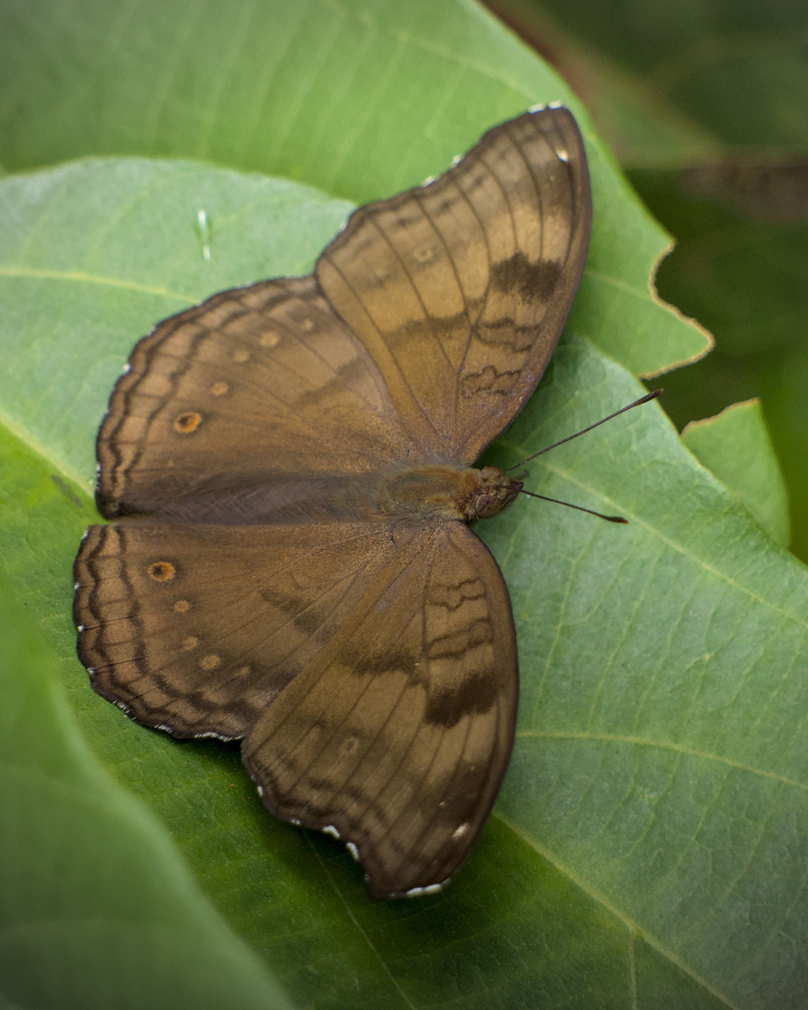 Chocolate Pansy