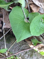 Asarum canadense