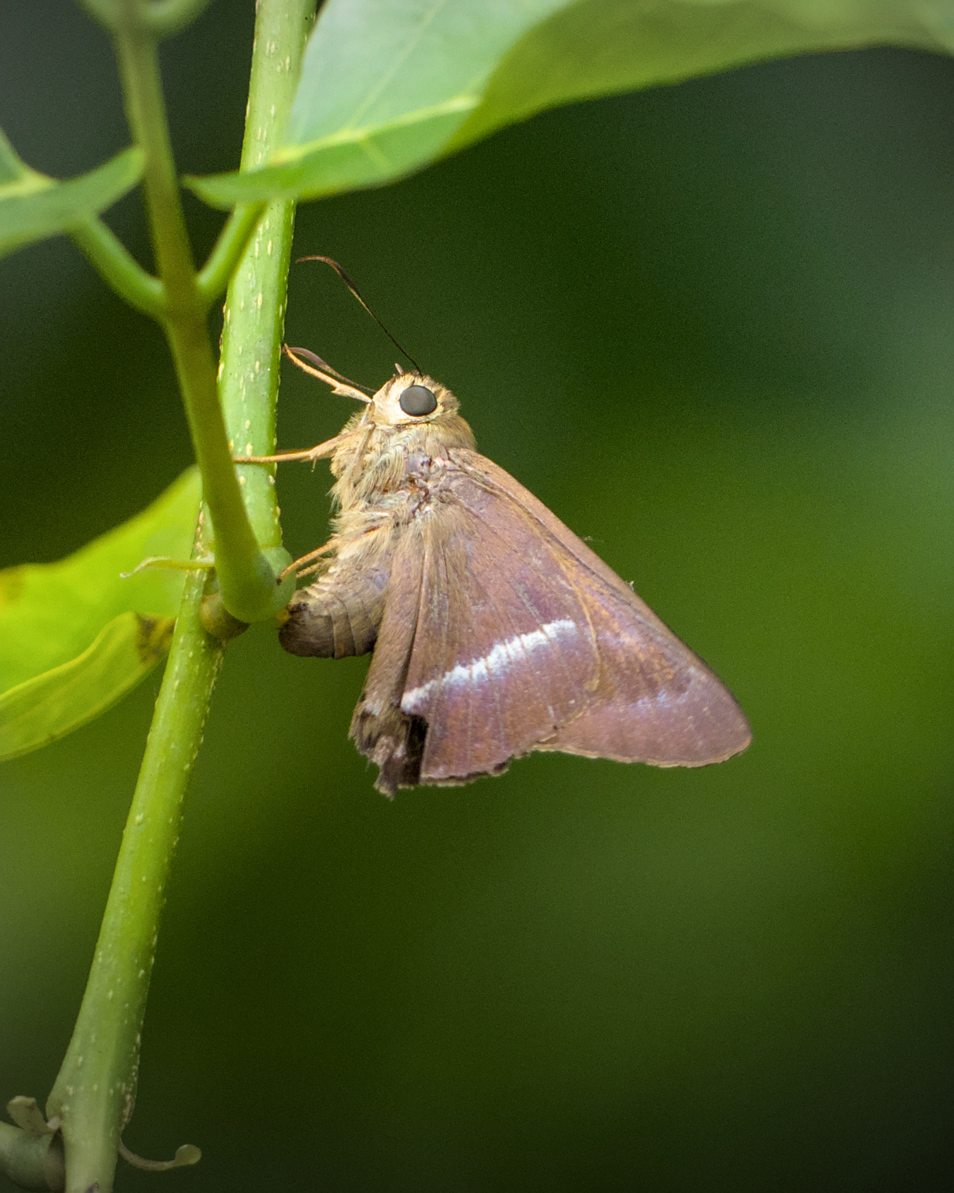 Common Banded Awl