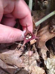 Asarum canadense