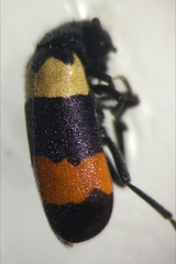 Hycleus ceylonicus