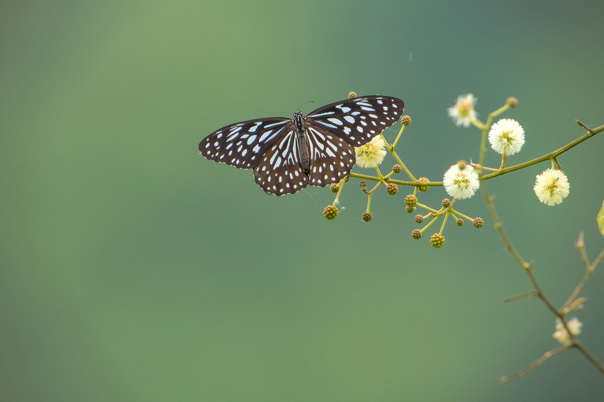 Dark Blue Tiger