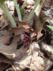 Asarum canadense
