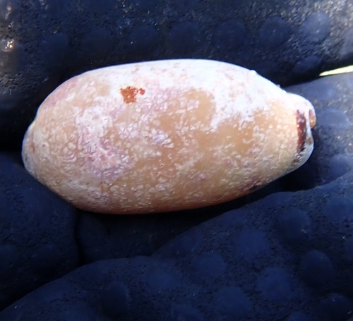 Cypraea isabella observed 2025-06-10