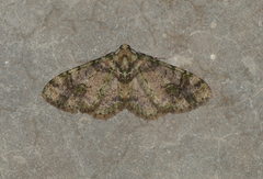 Myrioblephara harutai