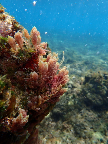 Asparagopsis taxiformis observed 2025-06-10
