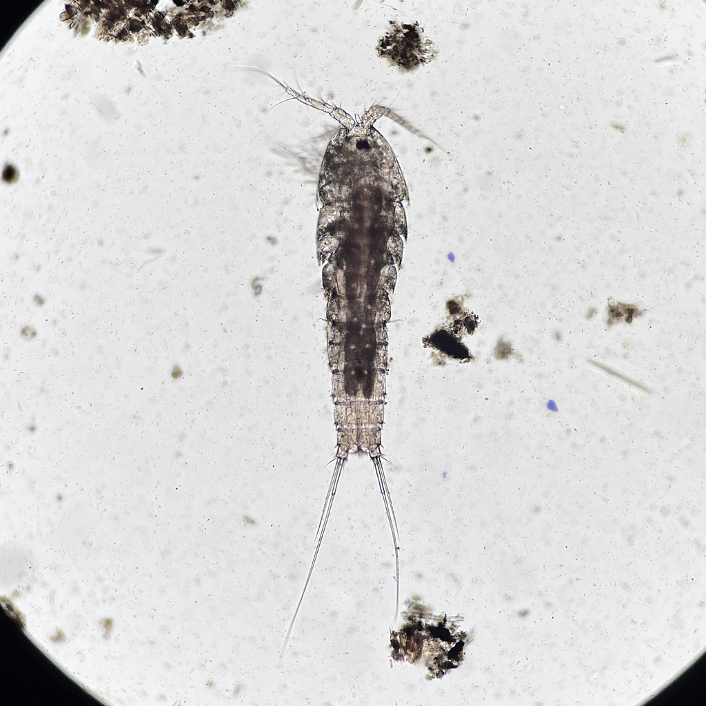 Nitokra lacustris