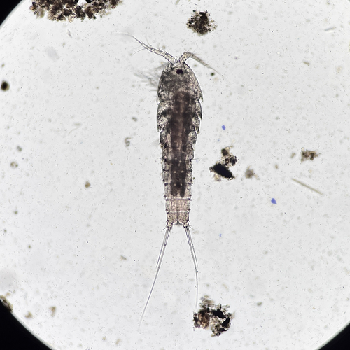 Nitokra lacustris