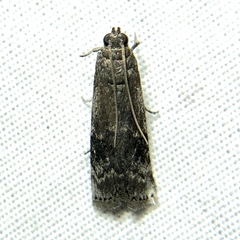 Euzophera semifuneralis