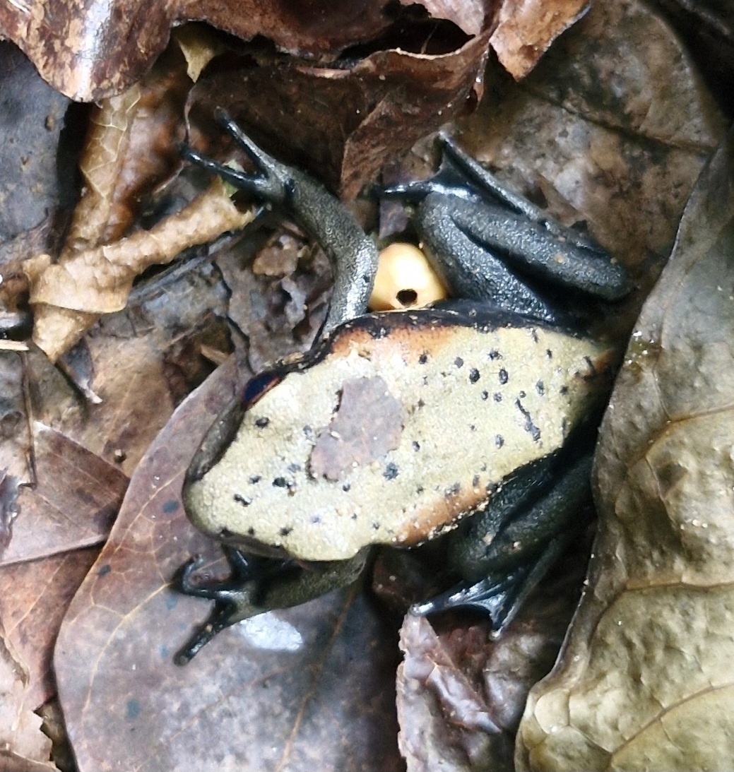 Biocoloured Forest Frog