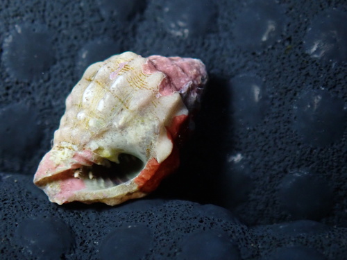 Vexillum cancellarioides observed 2025-06-10
