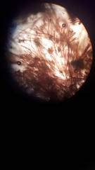 Seirospora interrupta