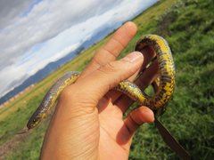 Atractus crassicaudatus