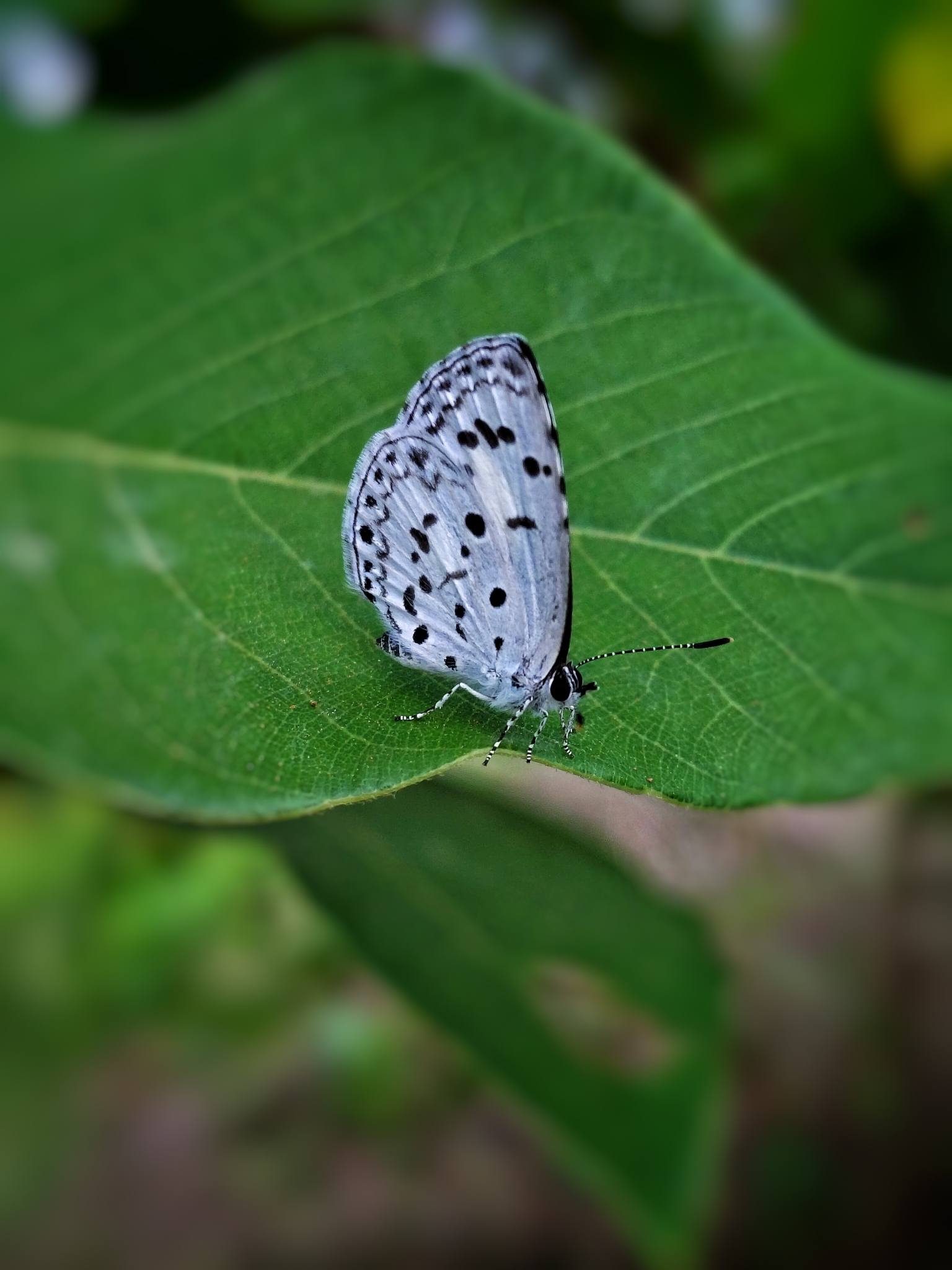 Common Hedge Blue