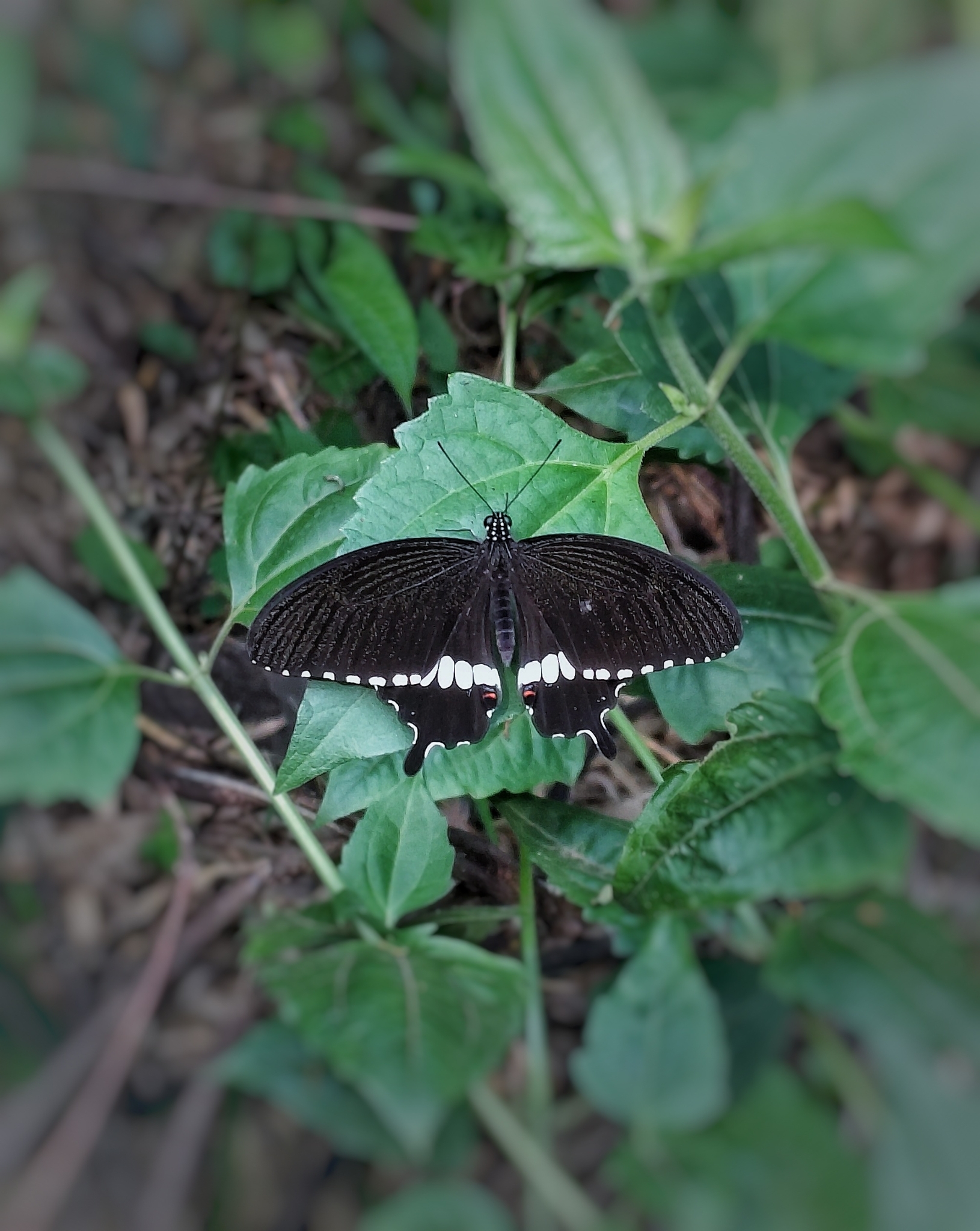 Common Mormon