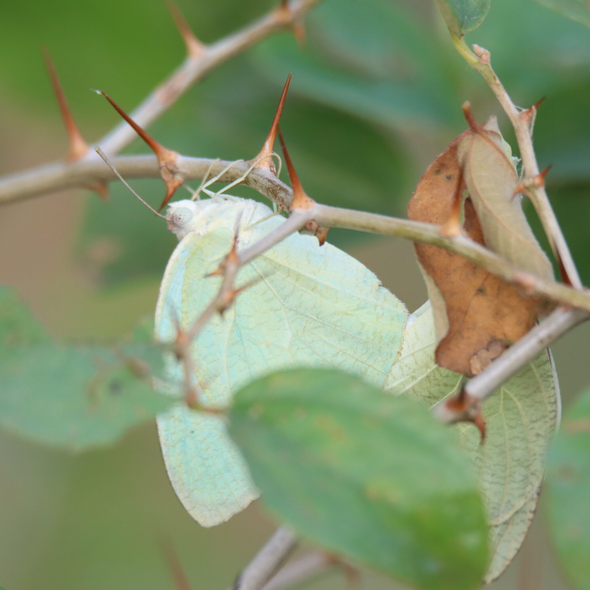 Mottled Emigrant