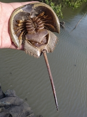 Carcinoscorpius rotundicauda