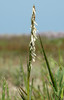 Common Cordgrass - Photo (c) Bas Kers, some rights reserved (CC BY-NC-SA)