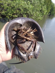 Carcinoscorpius rotundicauda