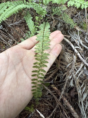 Asplenium macraei observed 2025-06-10