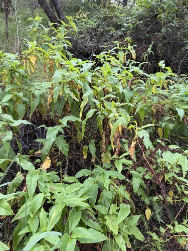 Rumex albescens observed 2025-06-10
