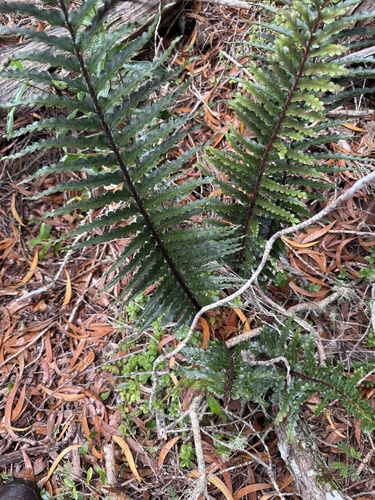 Asplenium caudatum, 2025-06-10