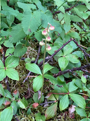 Pyrola chlorantha