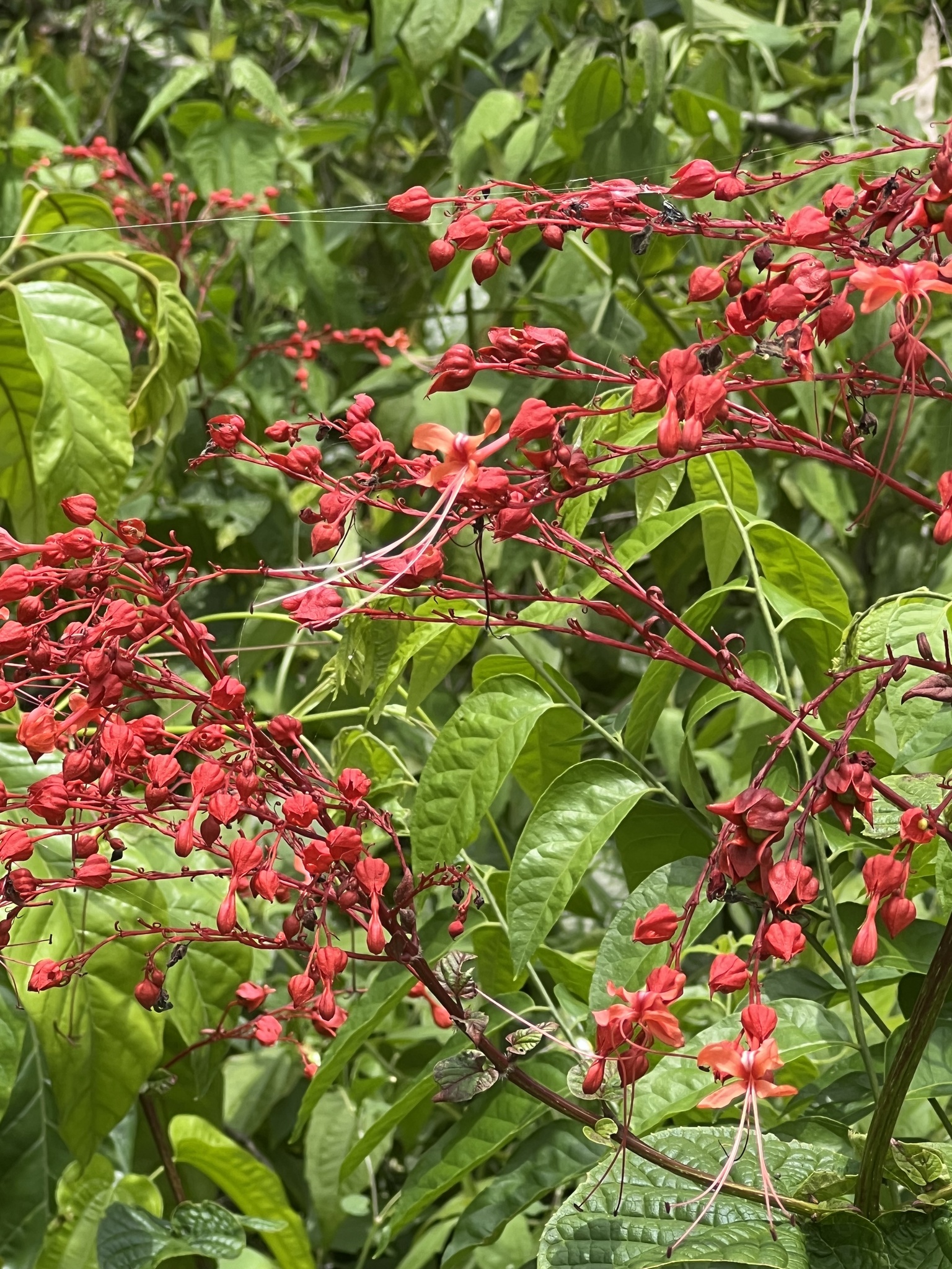 Clerodendrum japonicum — ảnh 3