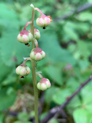 Pyrola chlorantha