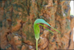 Arisaema yunnanense, photograph observe-syz, CC0, iNaturalist via GBIF