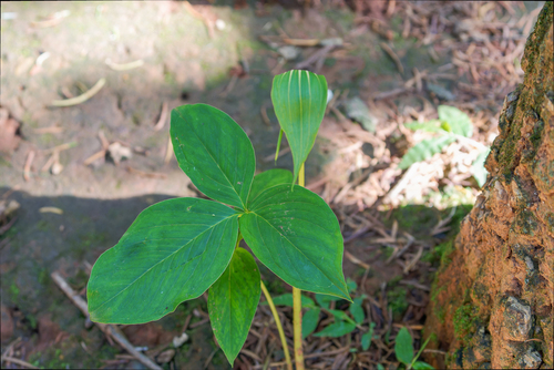 Arisaema yunnanense, photograph 3