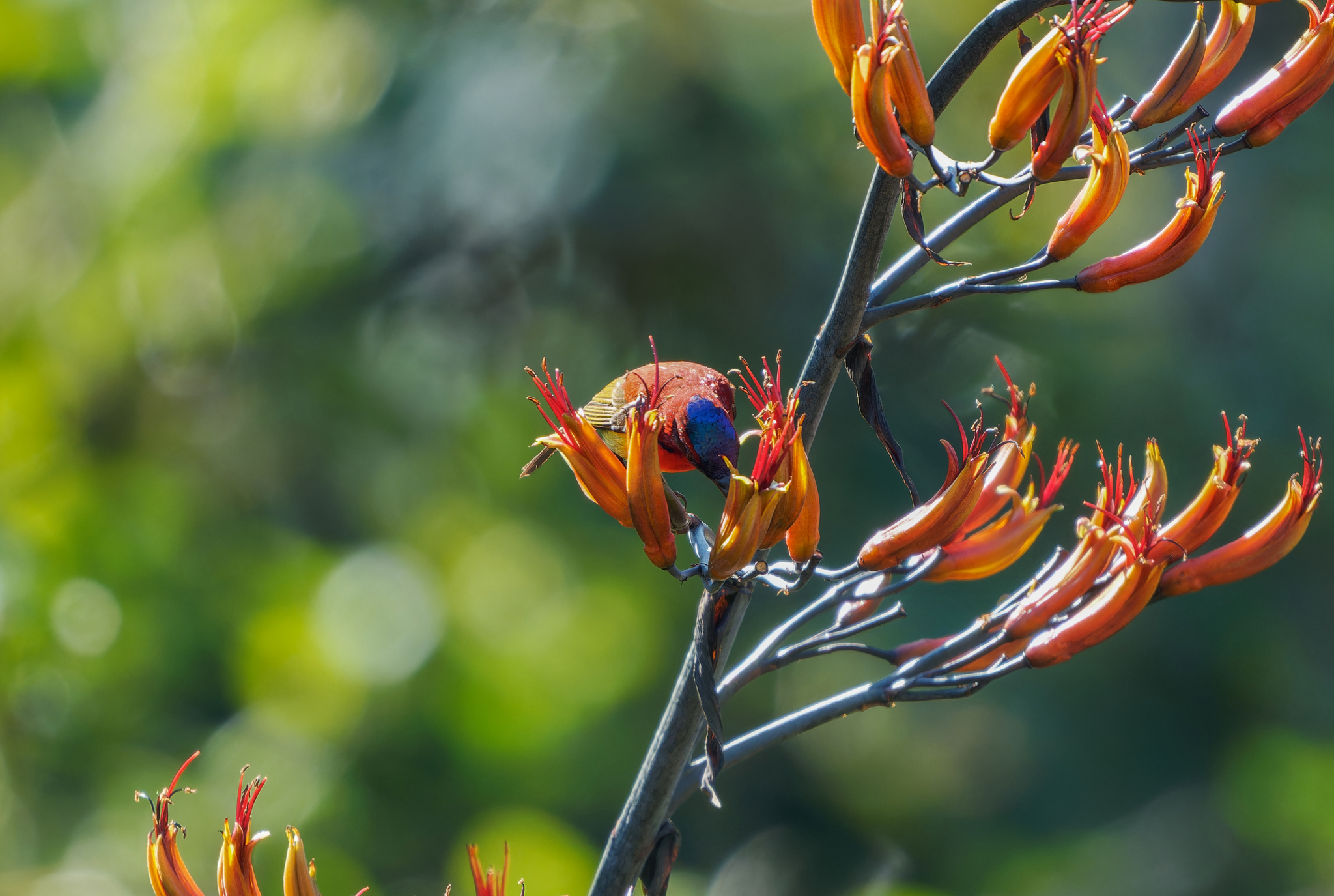 Mrs. Gould's Sunbird