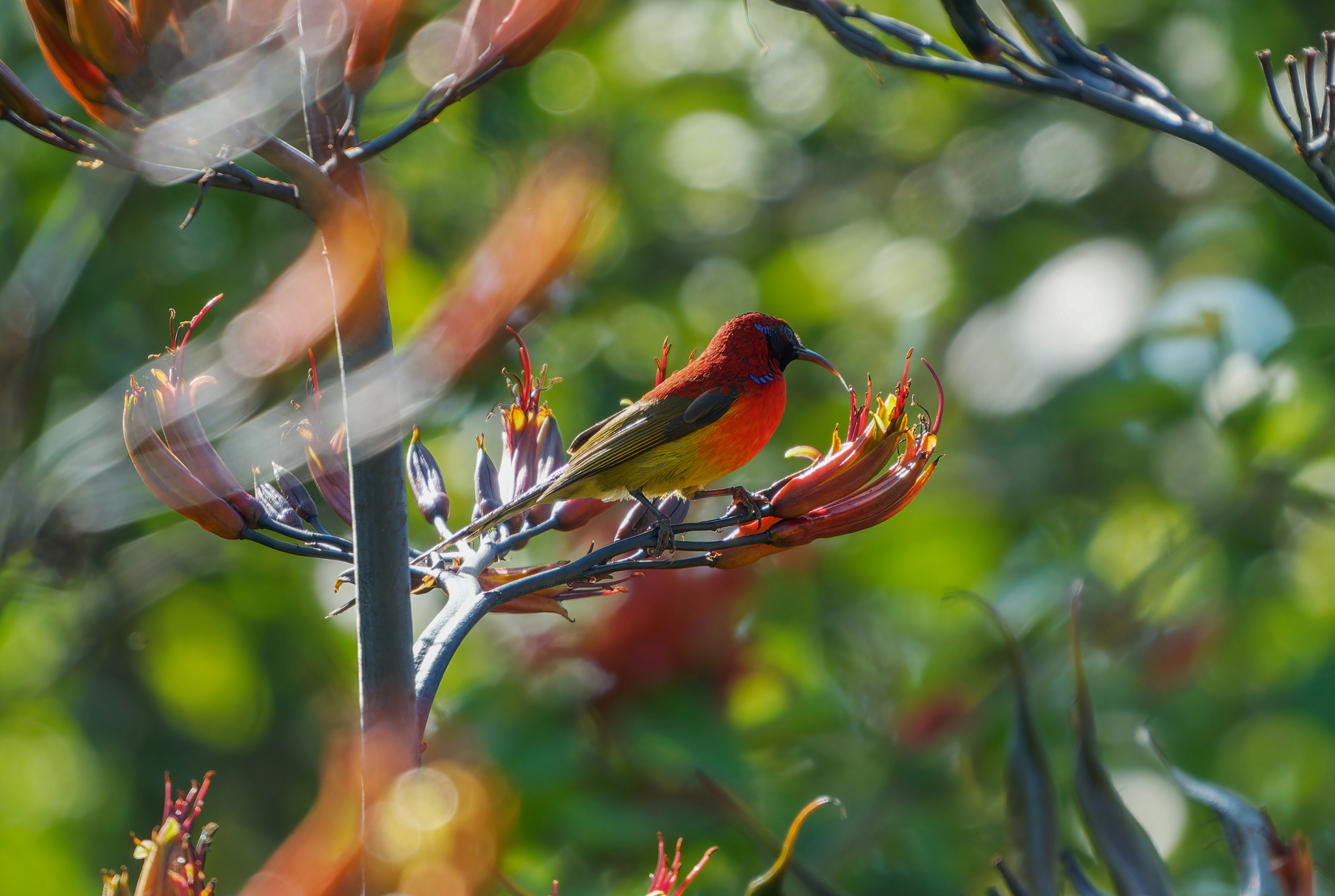 Mrs. Gould's Sunbird