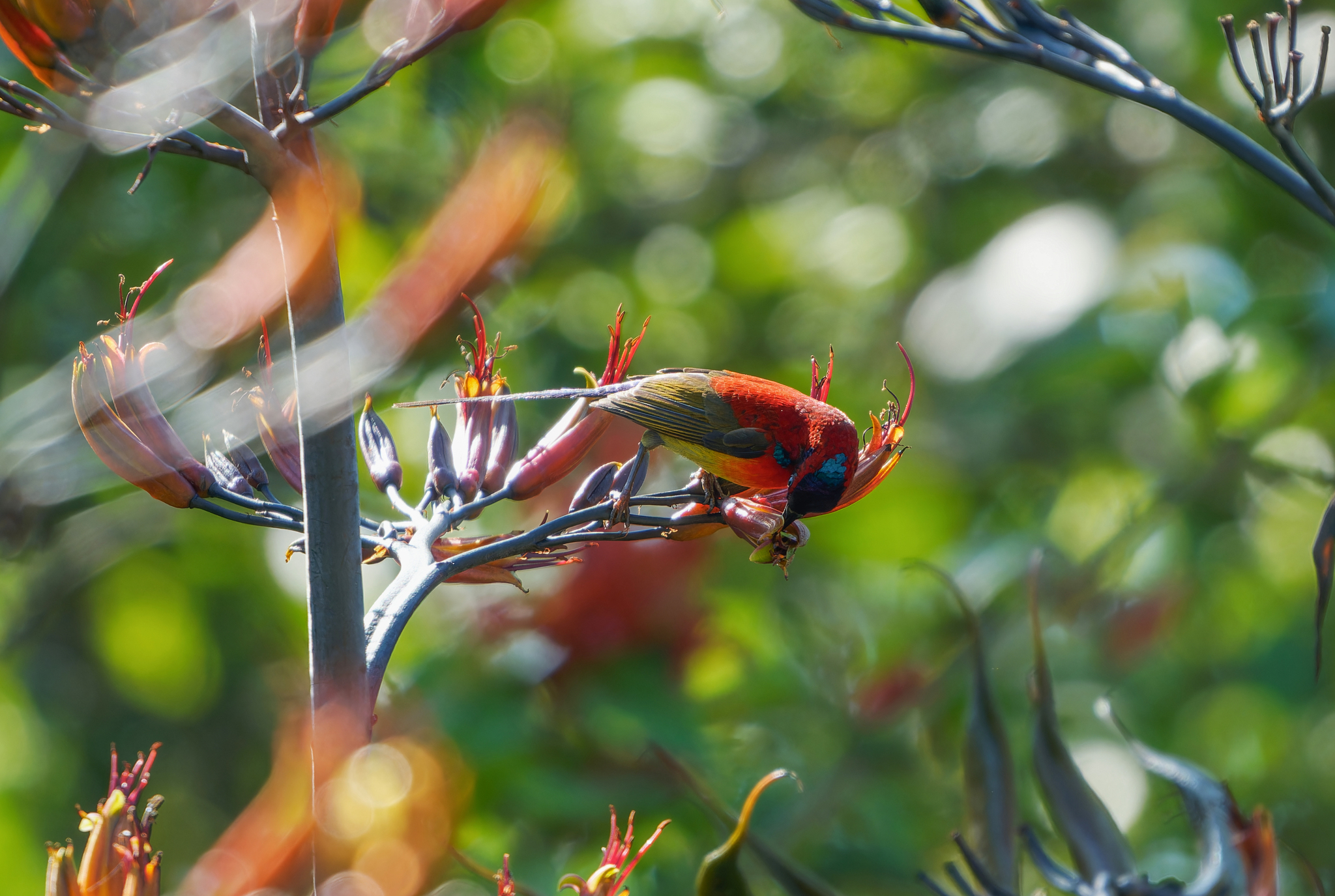 Mrs. Gould's Sunbird