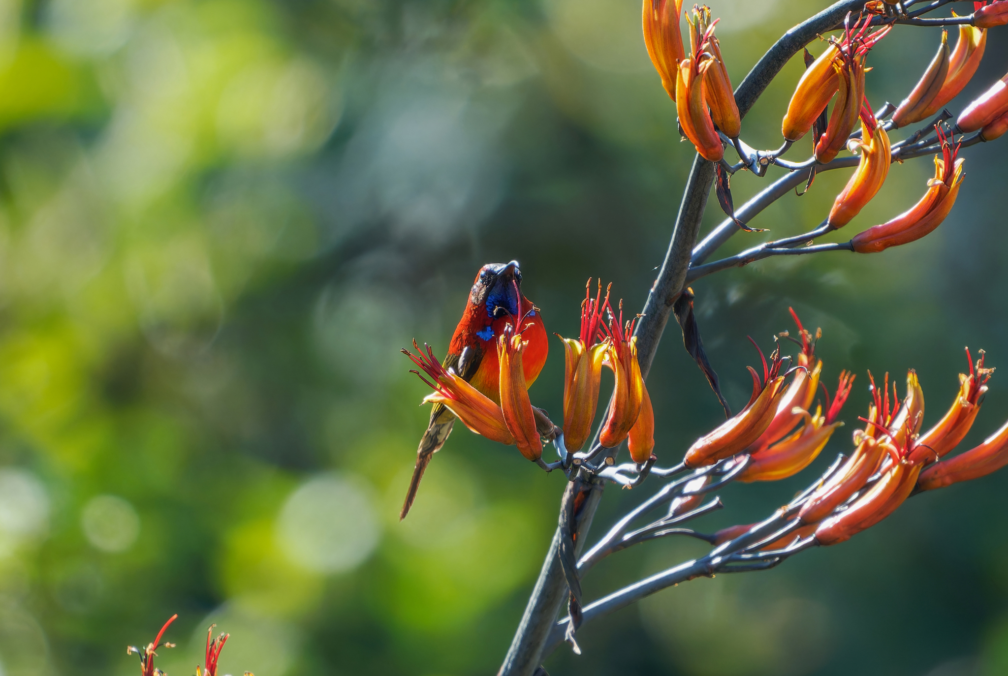 Mrs. Gould's Sunbird