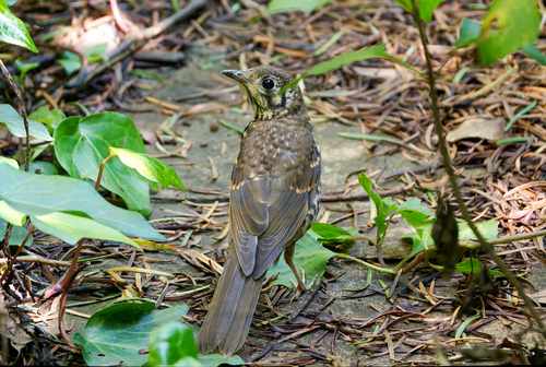 Chinese Thrush (Turdus mupinensis), photo 2