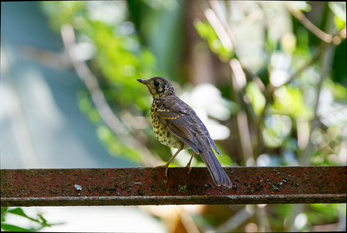 Chinese Thrush (Turdus mupinensis), photo 6