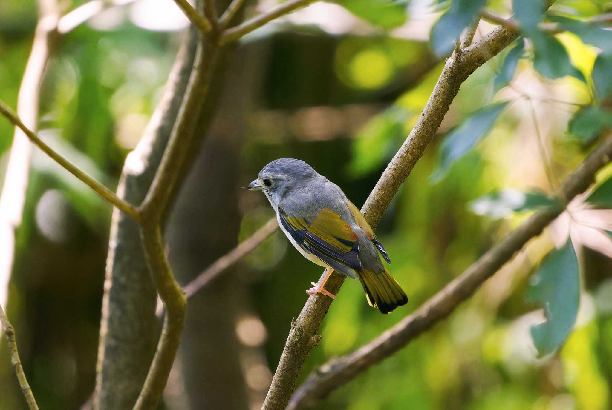 White-browed Shrike-babbler