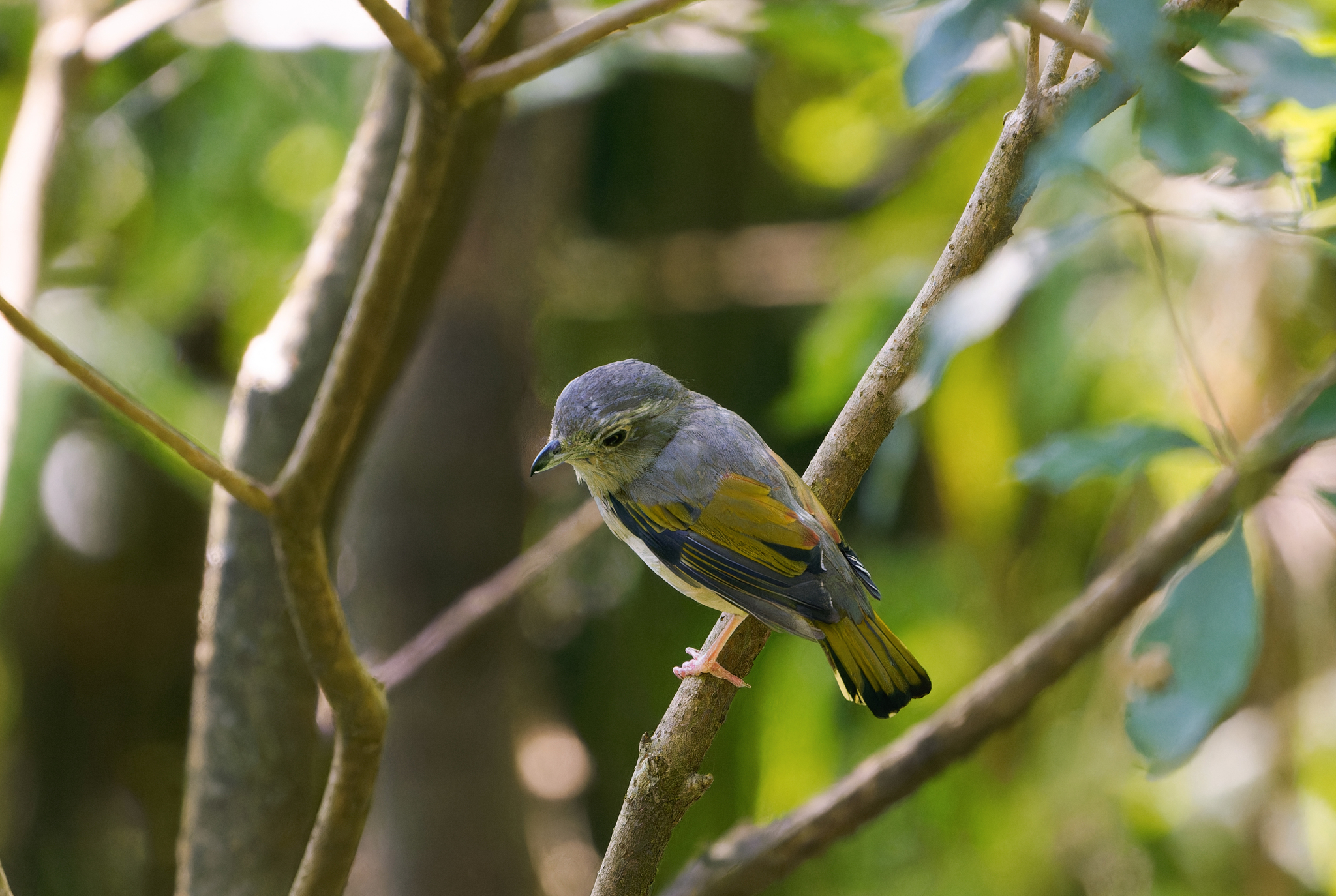 White-browed Shrike-babbler