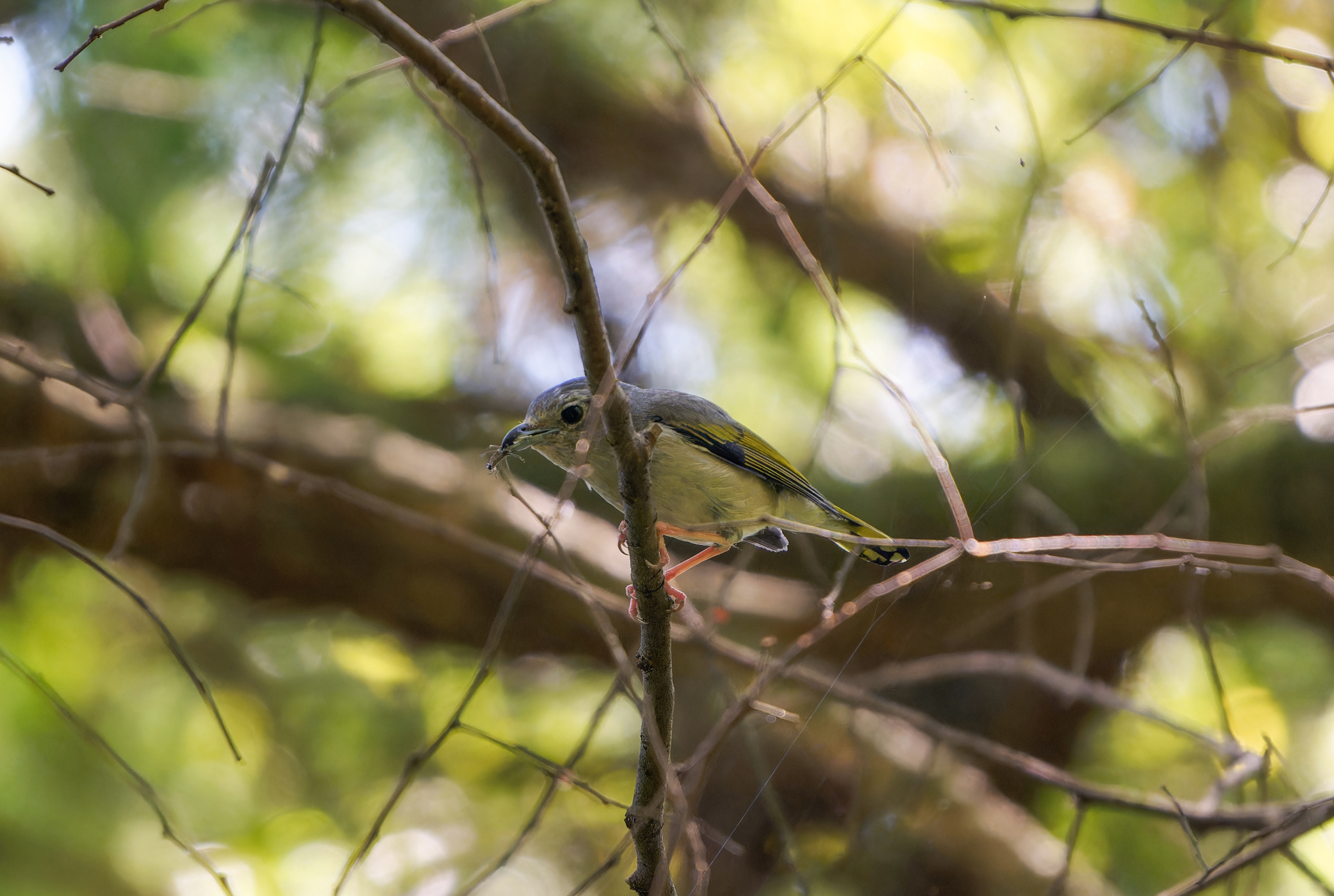 White-browed Shrike-babbler