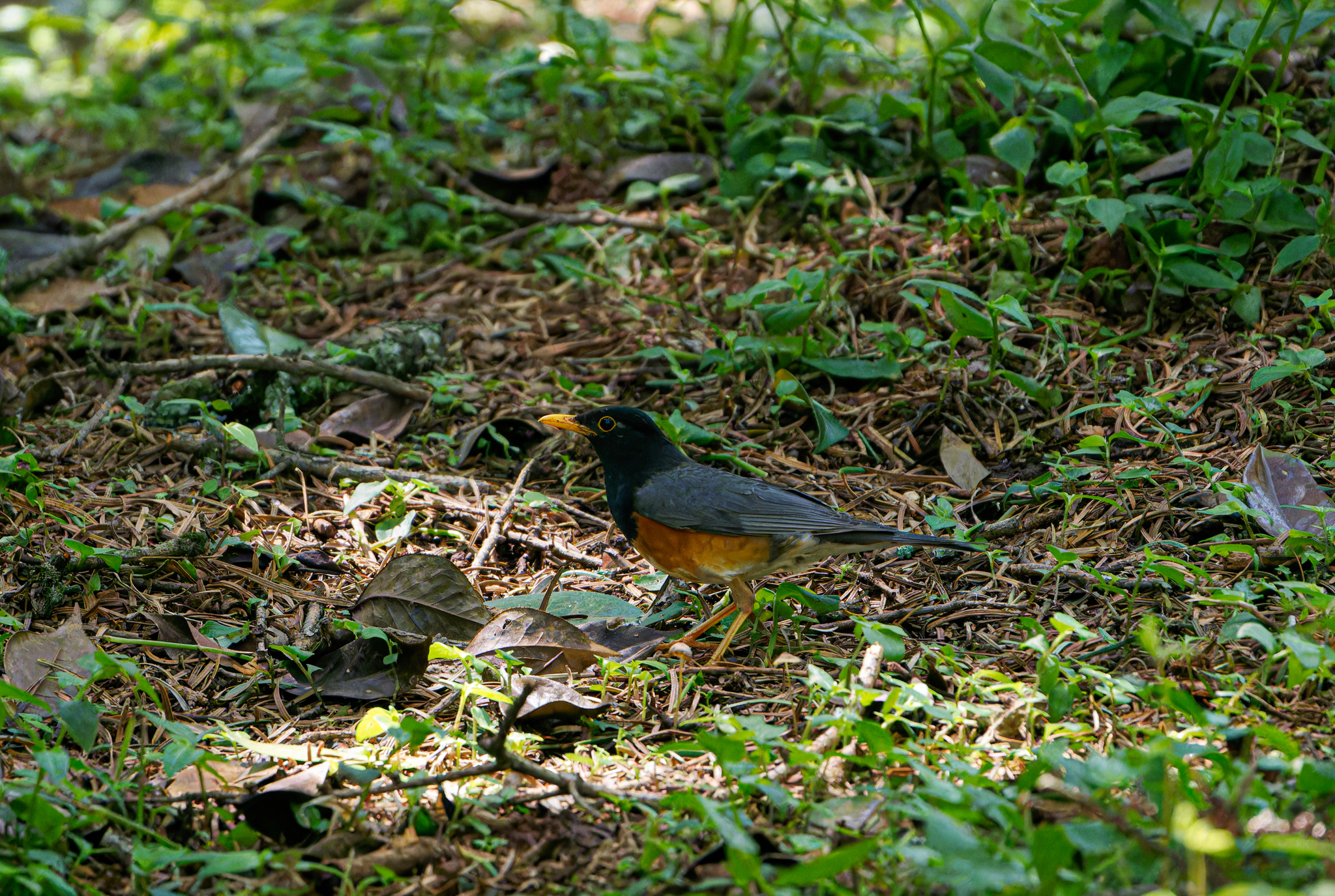 Black-breasted Thrush