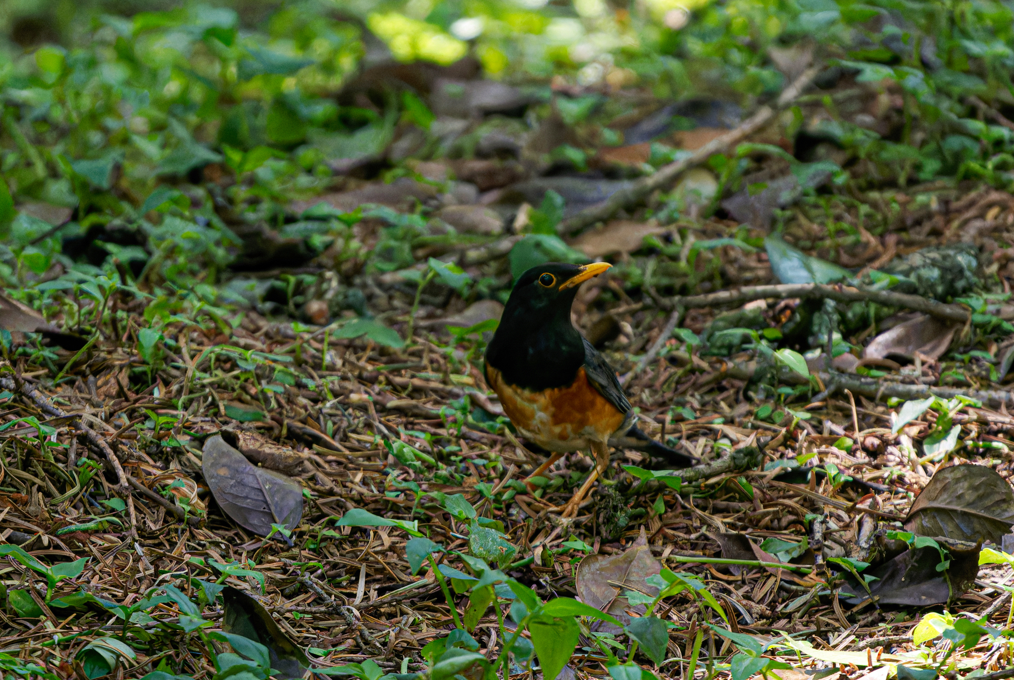 Black-breasted Thrush