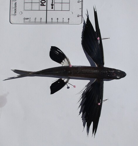 Cheilopogon nigricans