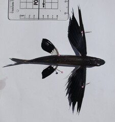 Blacksail Flyingfish photo 2
