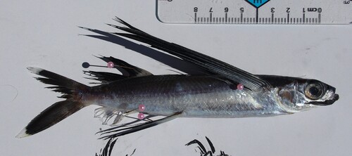 African flyingfish (Cheilopogon nigricans) — Exocoetidae — 3