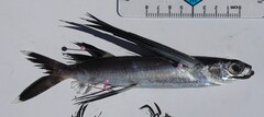 Blacksail Flyingfish photo 3